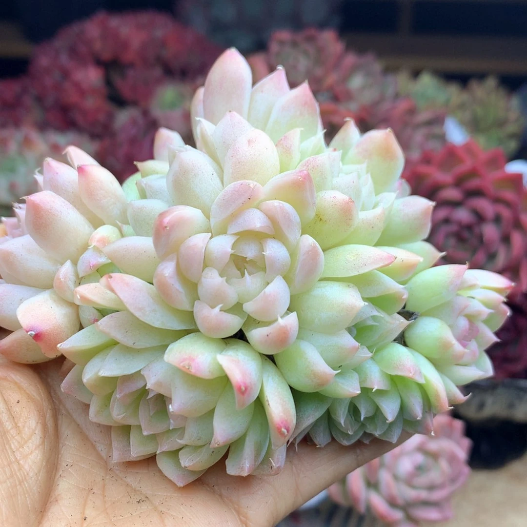 1322杂交多肉植物