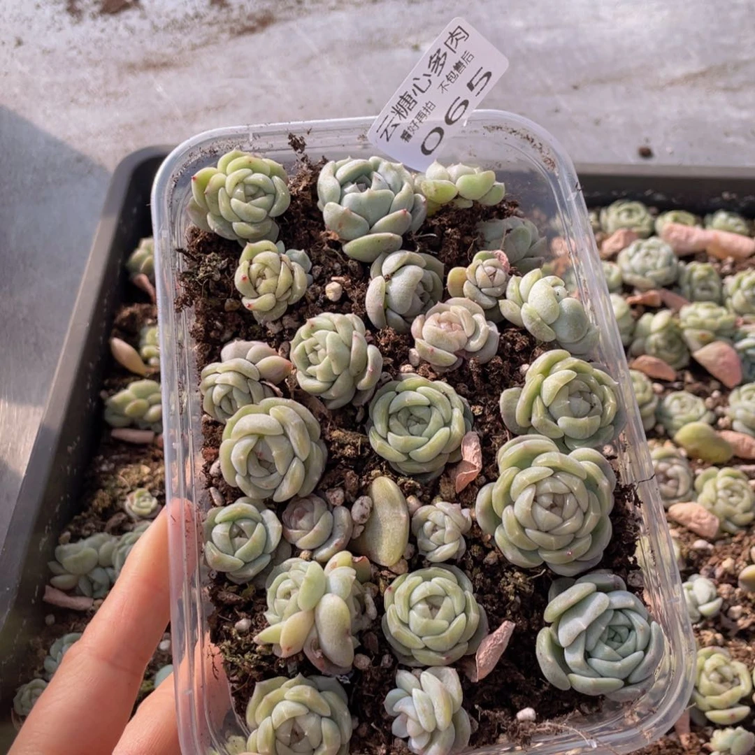 云糖心多肉植物065