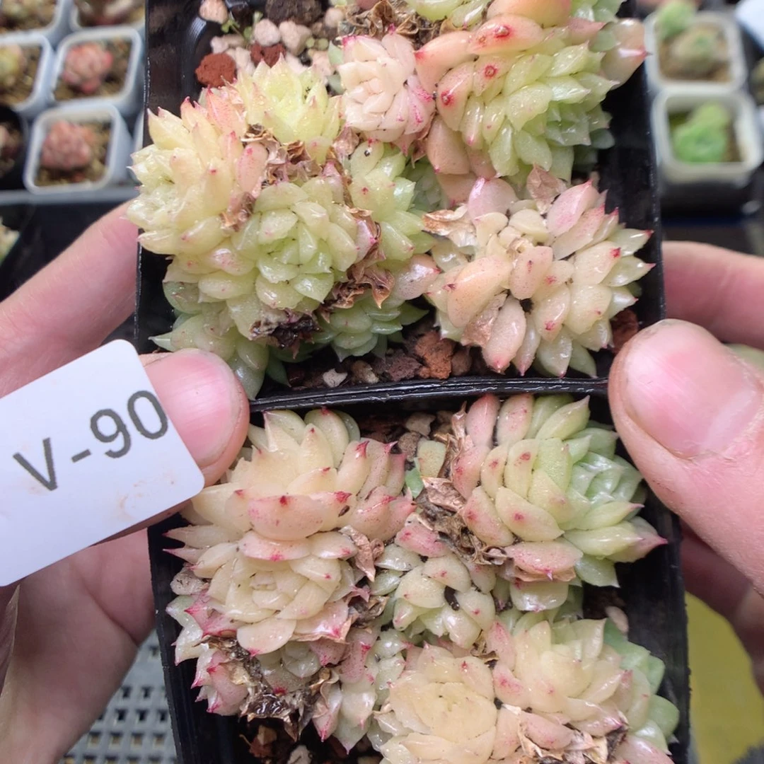 V90y y y y y y y y y