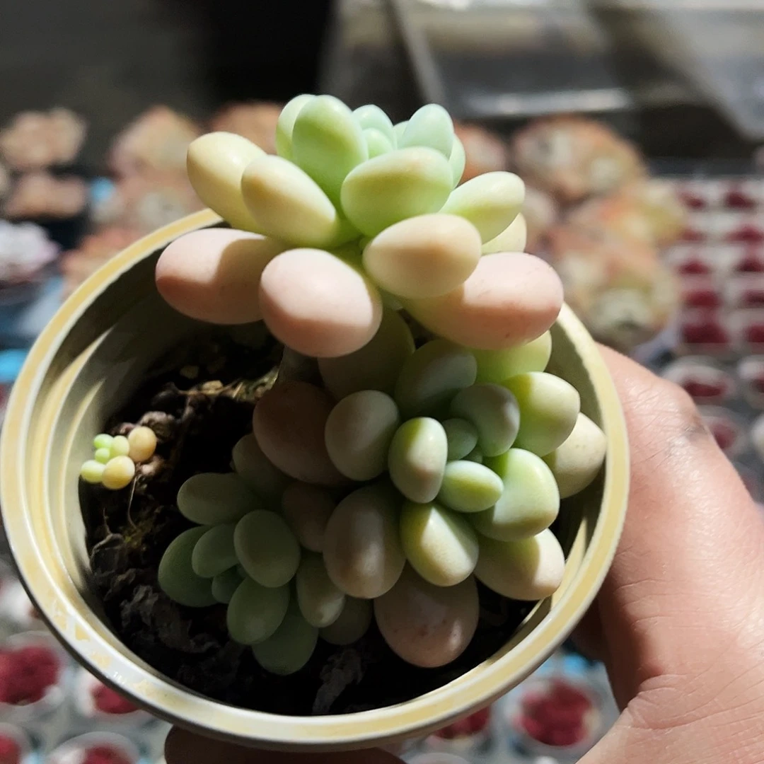 听**.46多肉植物提取萃取剂中