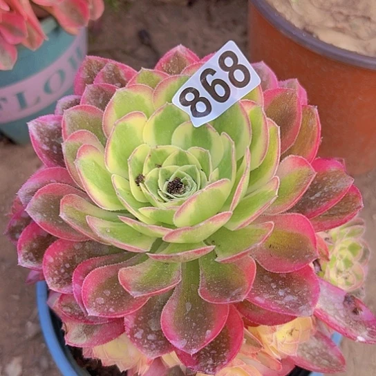 余***杨多肉植物一个