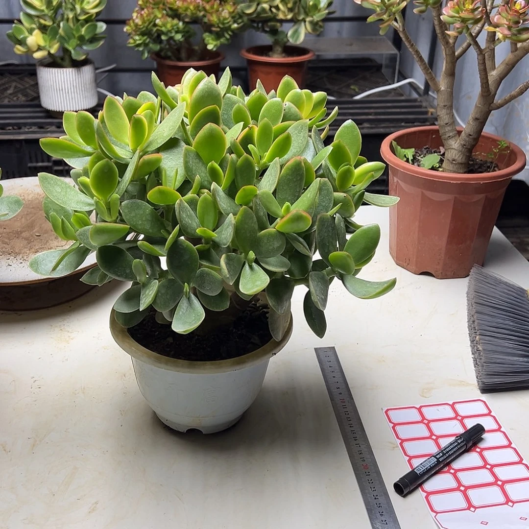 5年玉树锦带土球发货