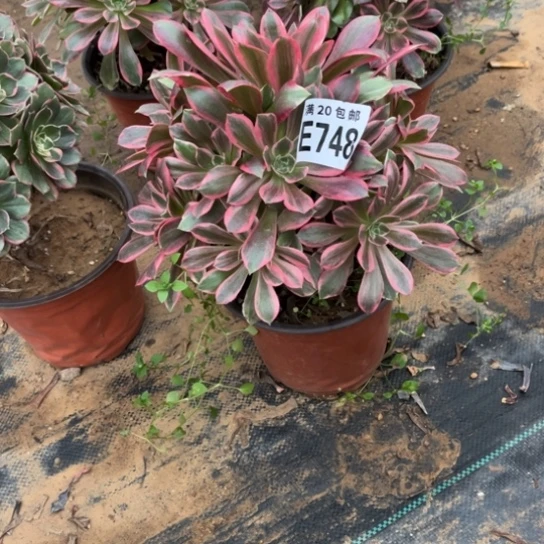 748浣纱法师不包断枝