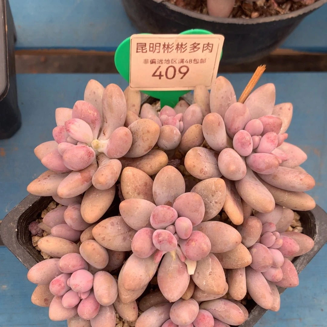 粉色恋人老桩无砍一物一拍