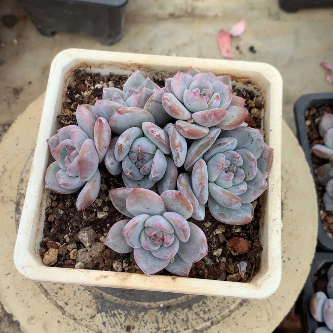 石榴籽小脸花花花