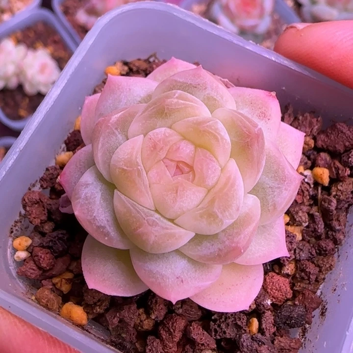 一物一拍财富密码3