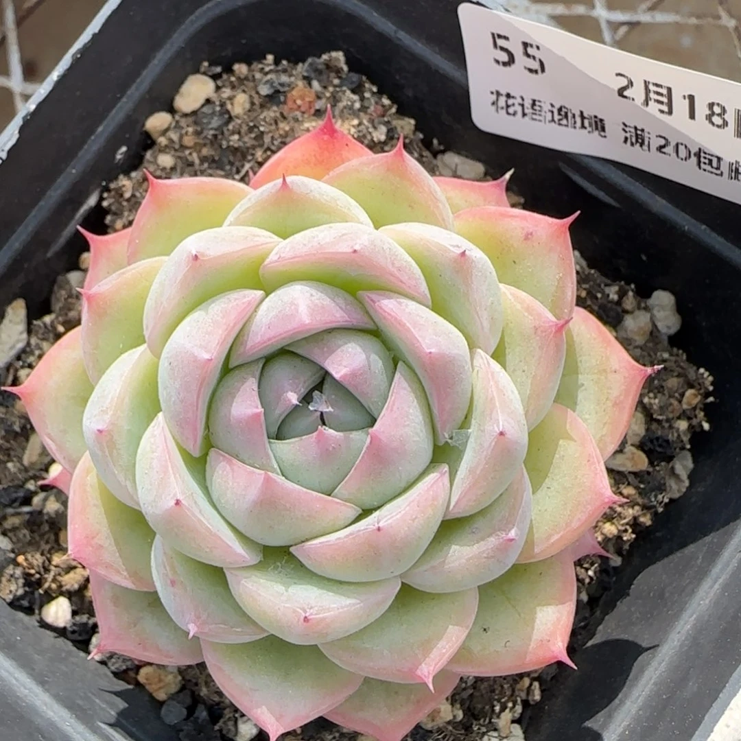 花语逸境0218-55粉水晶