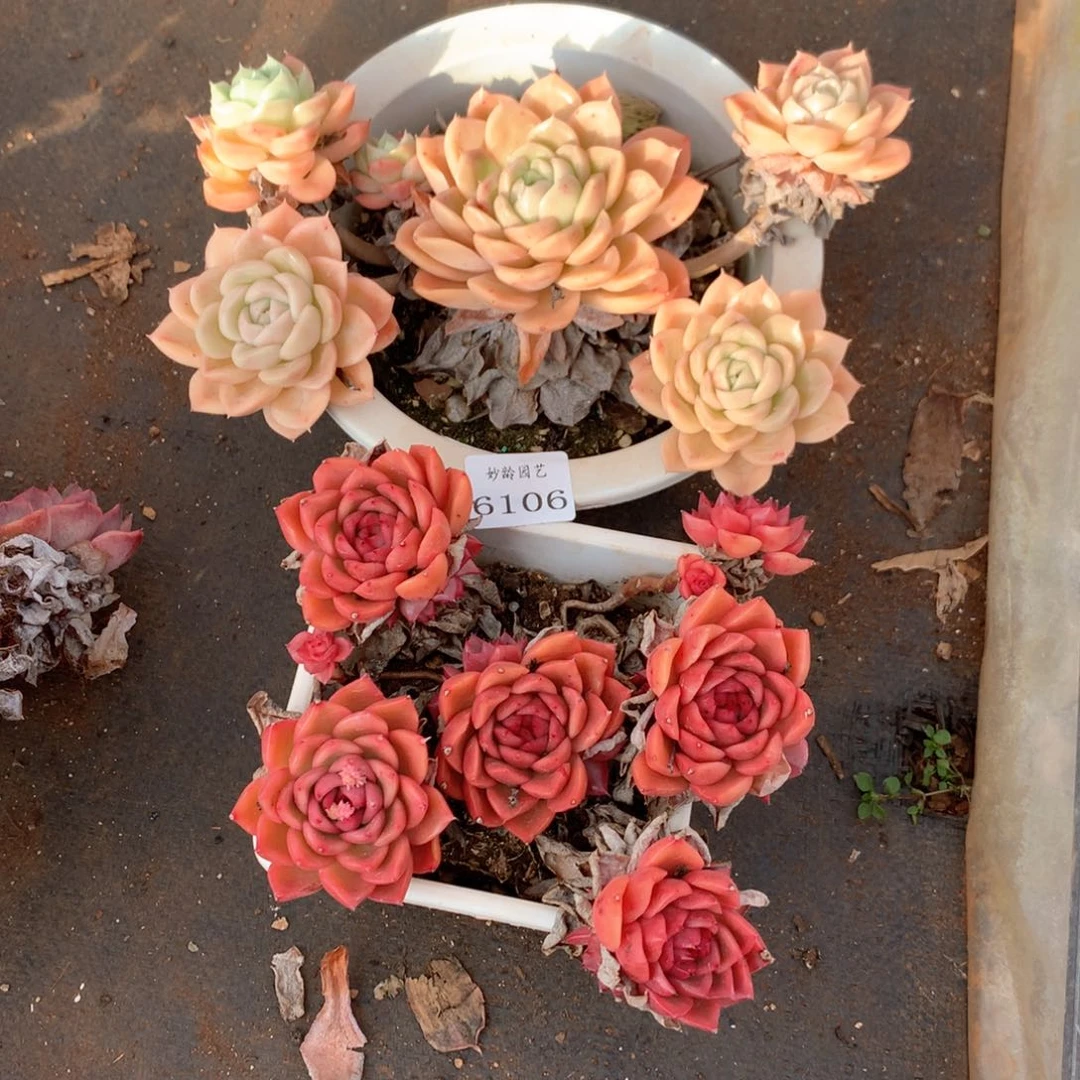 叶***，6106不包掉头整散特价处理不售后2颗