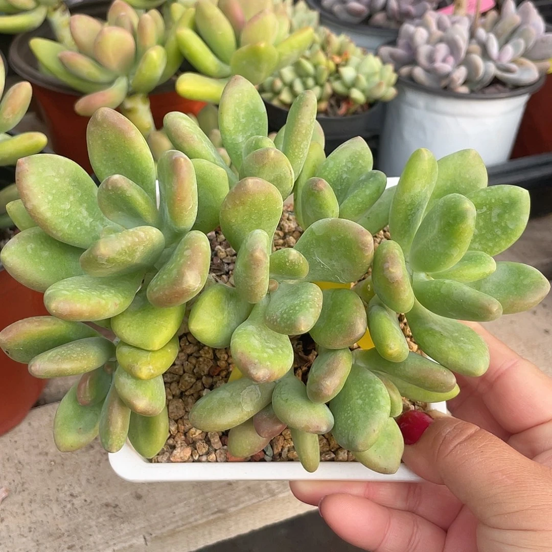 芒果美人多肉植物