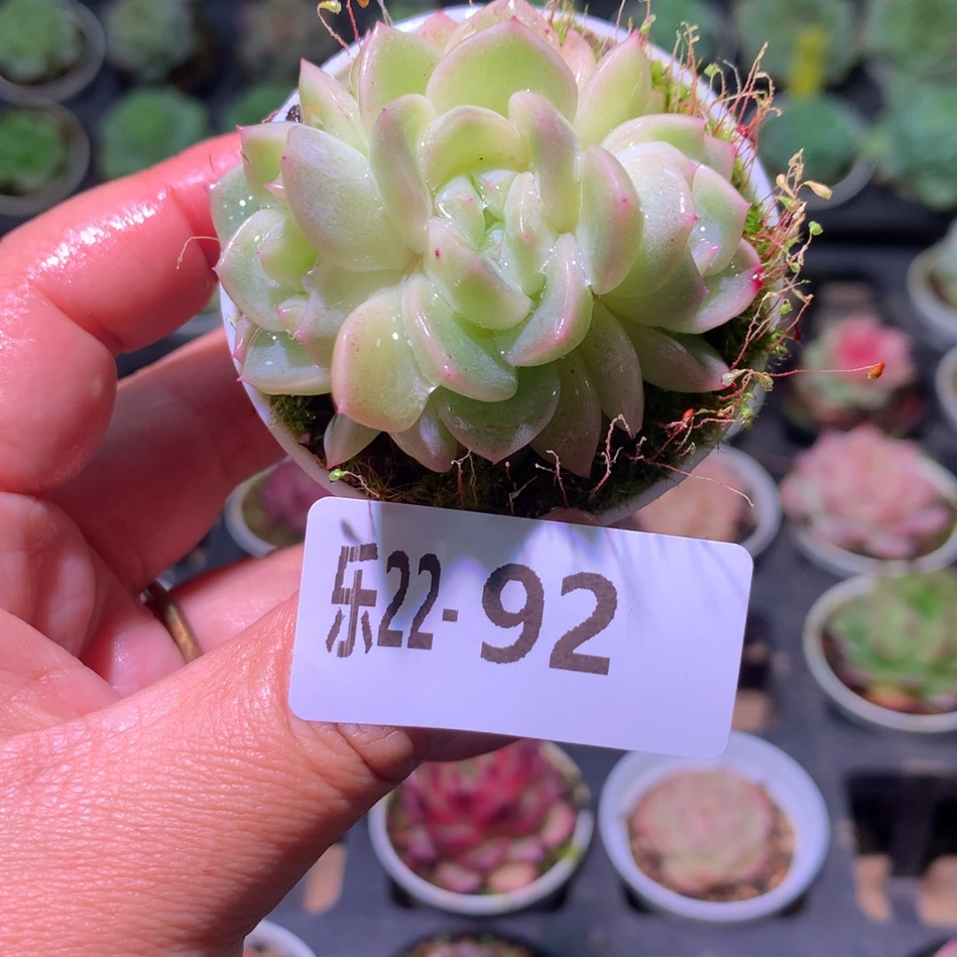 乐然22-92 新品群