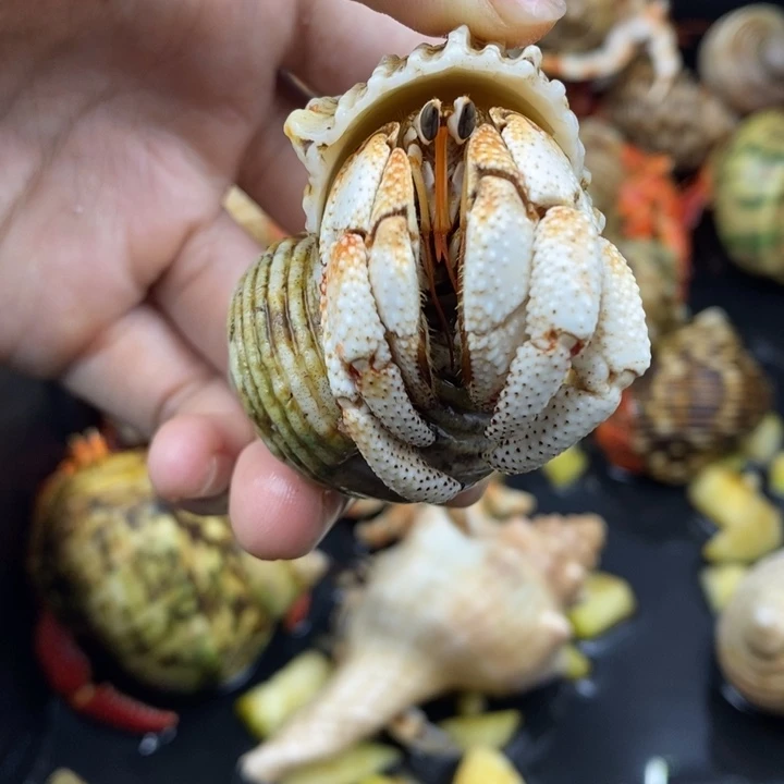 2.4口毛里求斯草莓