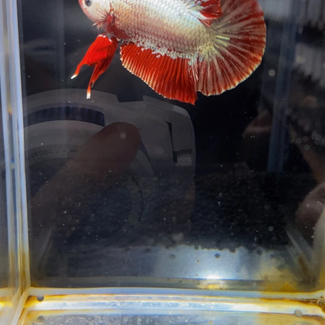 斗鱼264巨斗11111