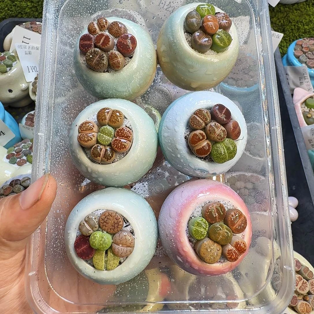 陈***暖多肉植物福利冲1238