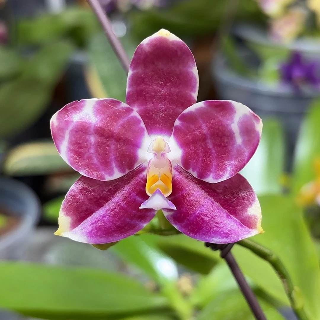 当前无花栽培后可以开花弥陀红龙