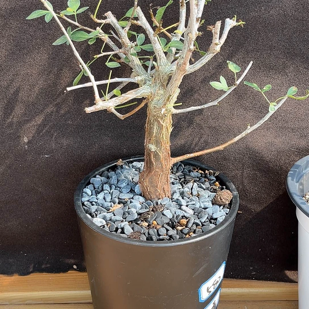 潮流植物小叶芳香，实生