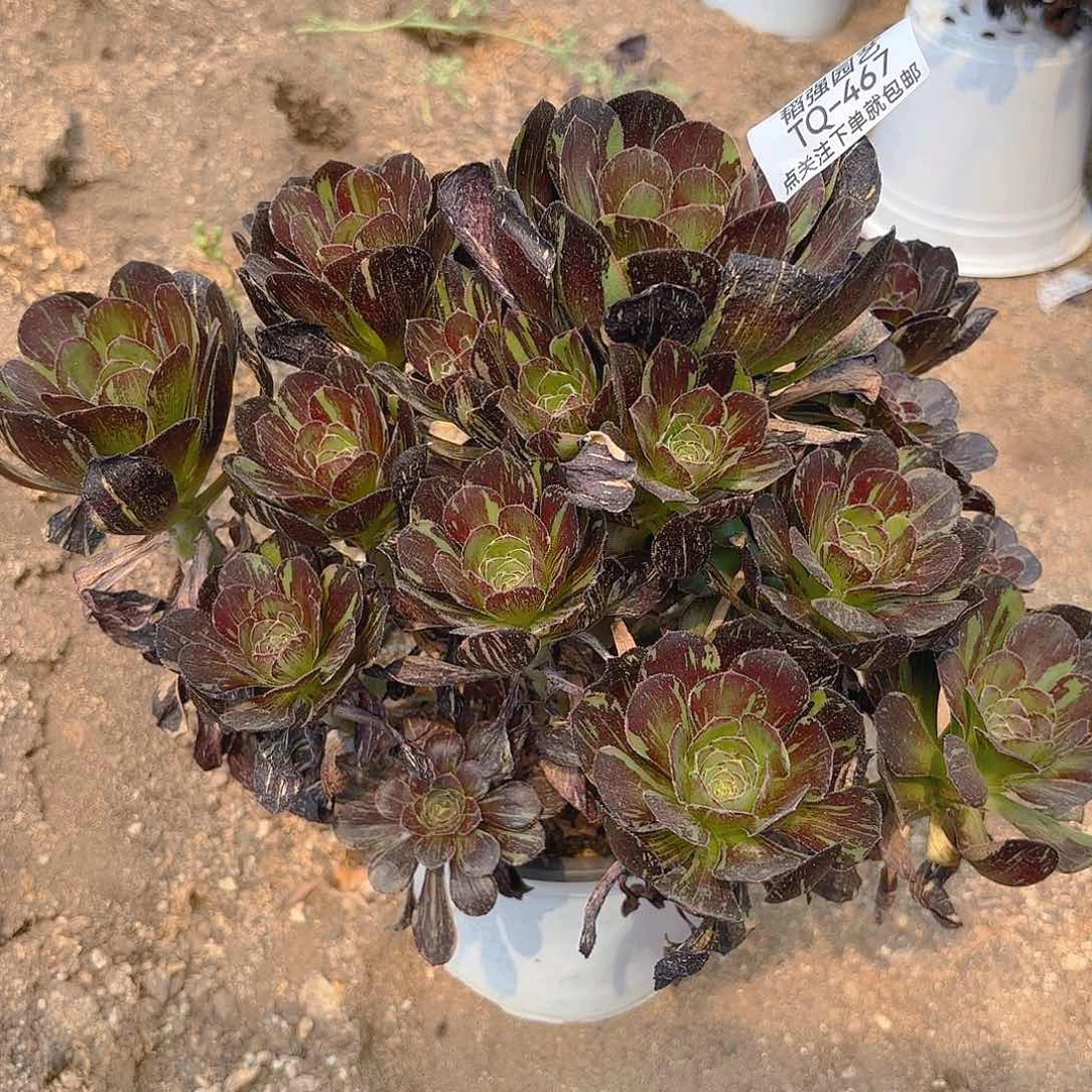 花无缺多肉植物上467