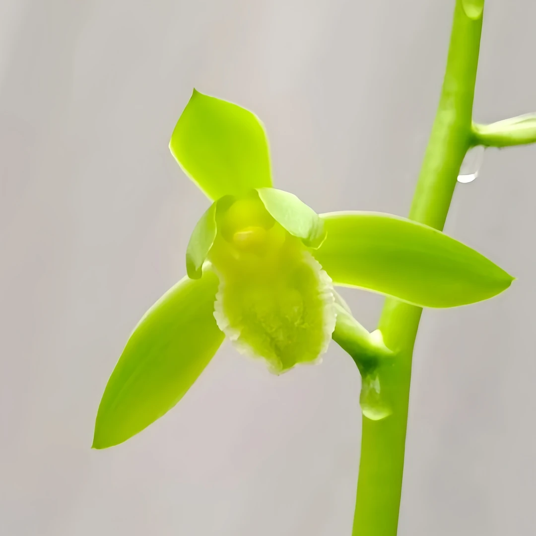 【蕙兰-温州素】古道兰艺高山国兰 易养活无温室阳台养兰