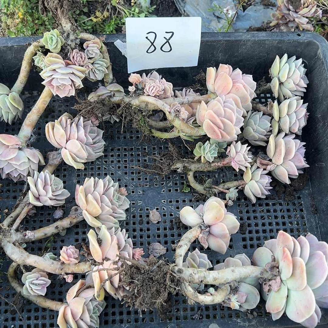 绿*夭88可爱玫瑰筐拍，不售后