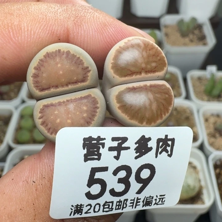 菊。