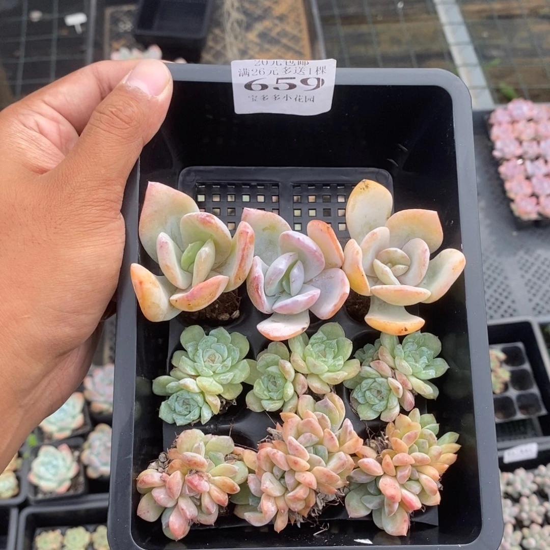 659号到手一筐一物一拍