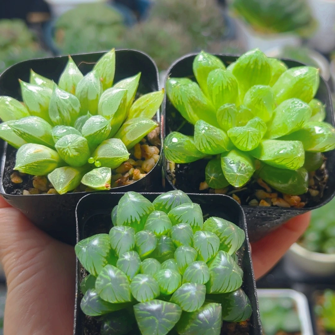 爱心寿多肉+苏州玉露+糯肌玉露