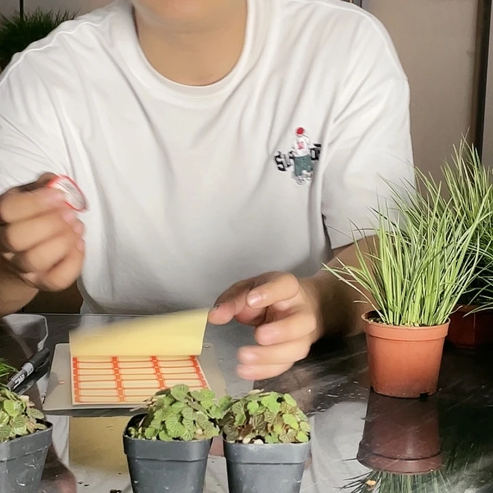 【闪购商品】不开花植物