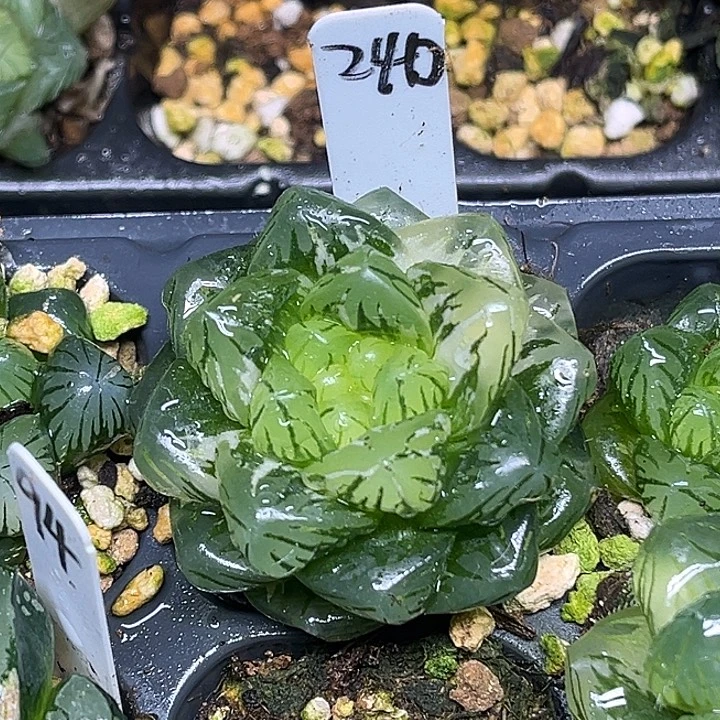 240巨大龙鳞玉露锦脱土发货