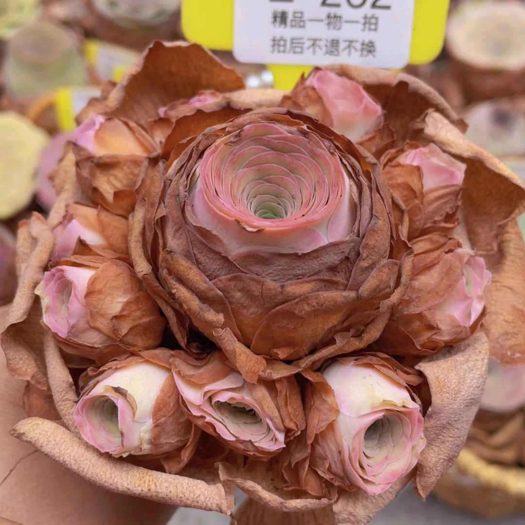 山地玫瑰Z262断枝不包损不售后