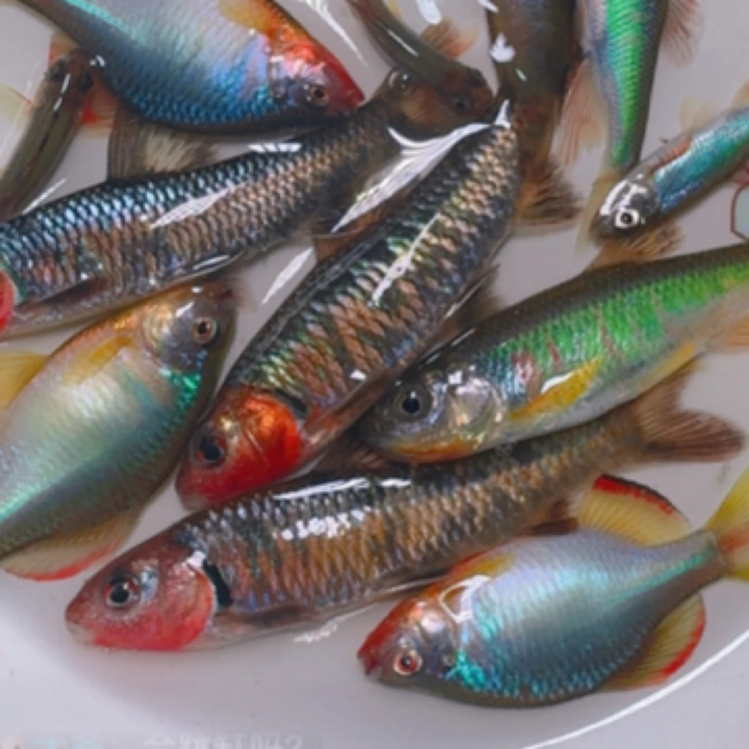 黑鳍鳈红鳍鳈鸿运当头鱼溪流原生鱼发色靓丽花石斑鱼冷水鱼包邮