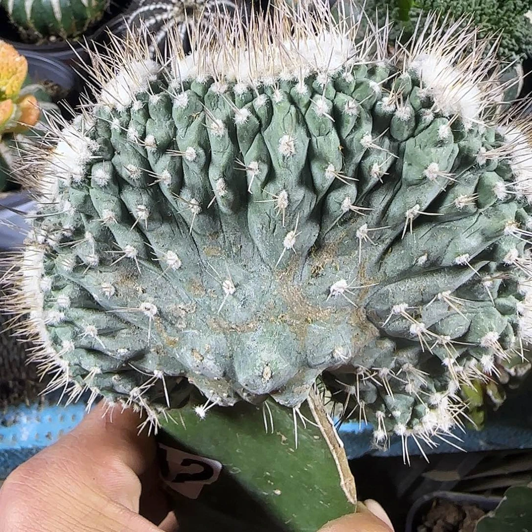 菊水缀化721。