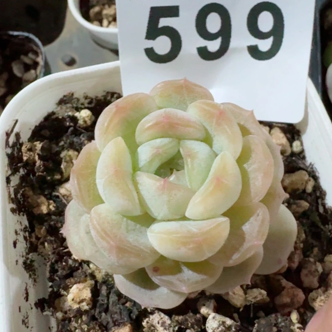 白恋         精品多肉