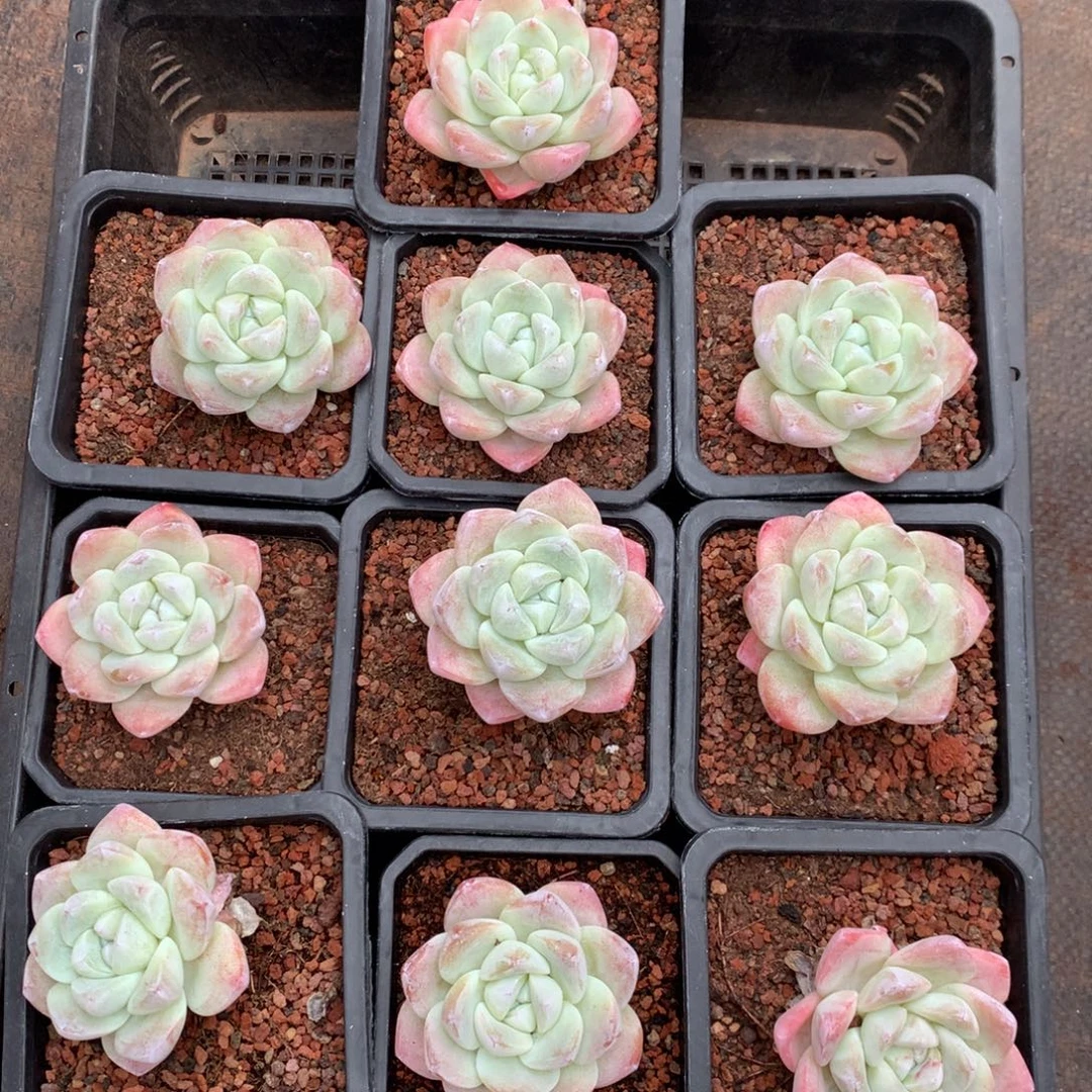 890号新疆西藏内蒙古不包邮的