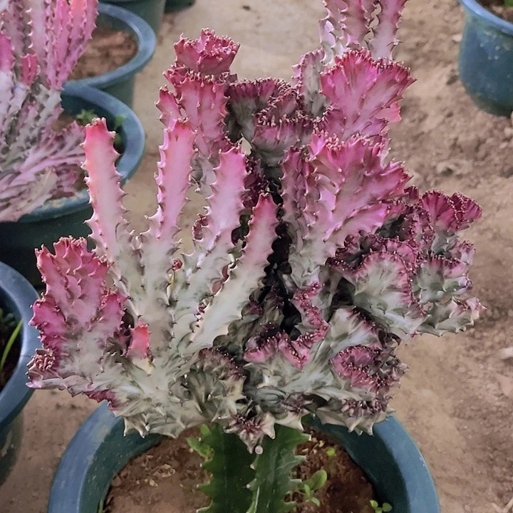 大戟科植物多肉植物大彩麒麟带土球