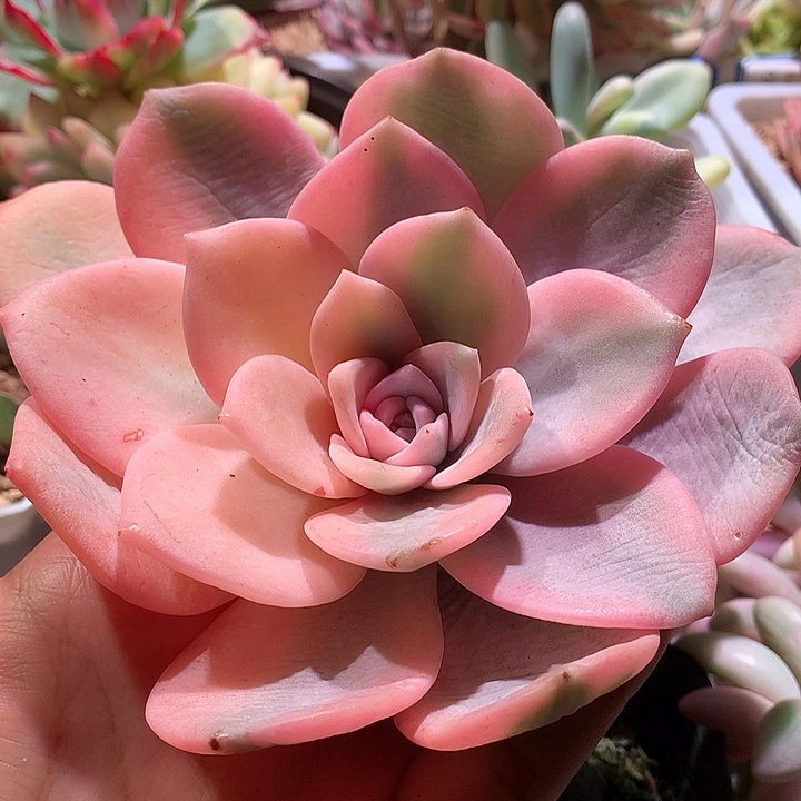 奶茶锦有全锦叶锦锦