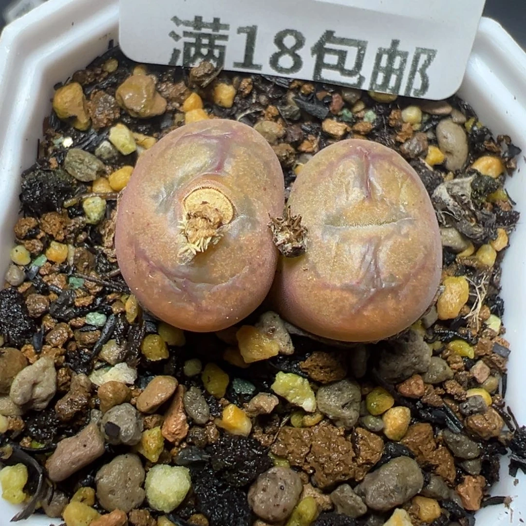 【闪购商品】 807。