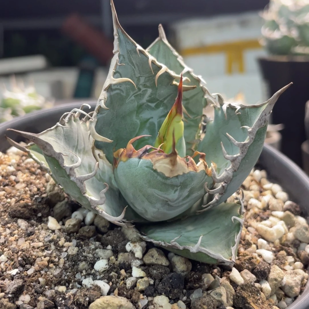 野二15555555525555