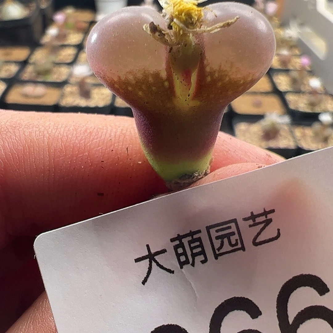 一物一拍大萌一号红风铃 366
