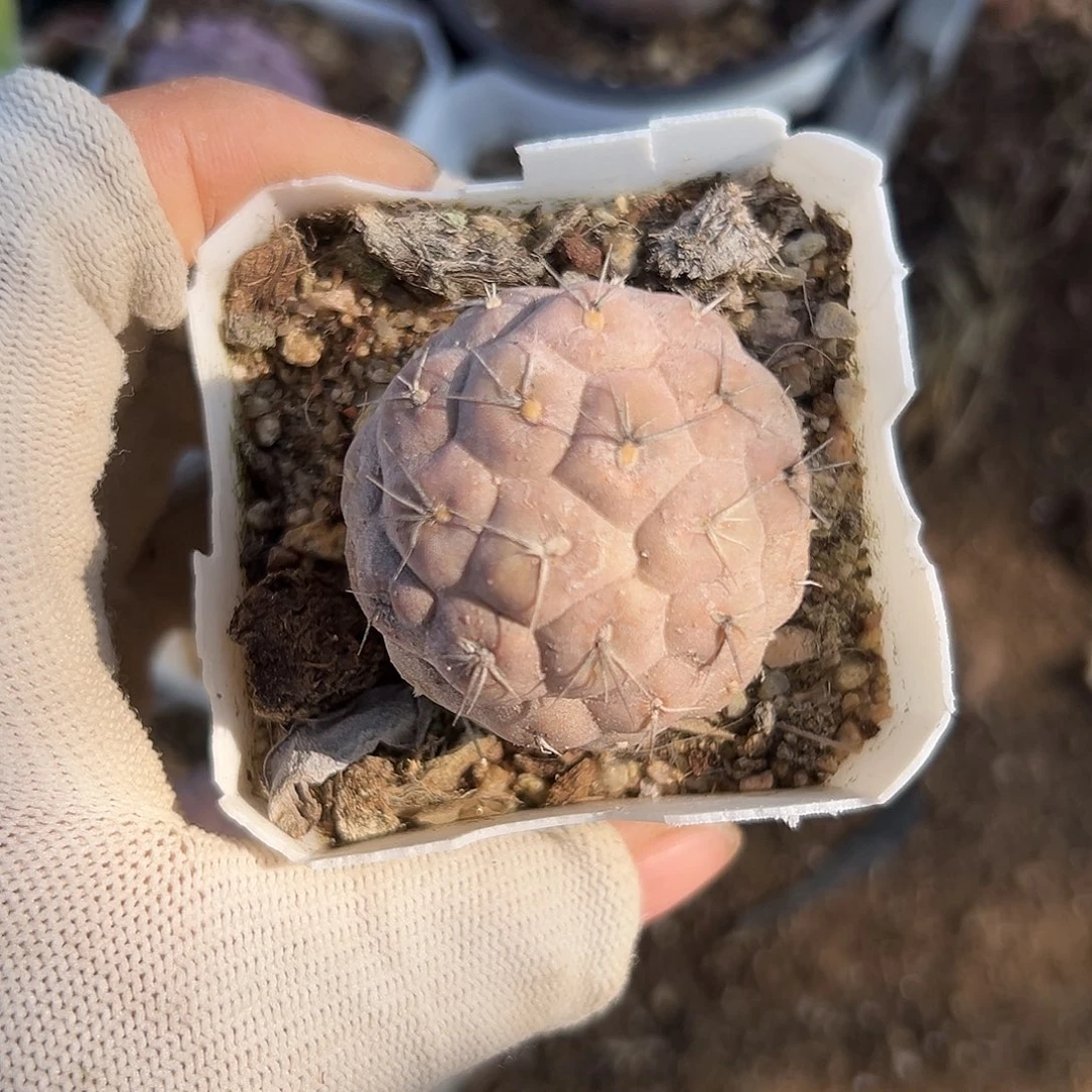 雪小心翼翼中央音乐学院