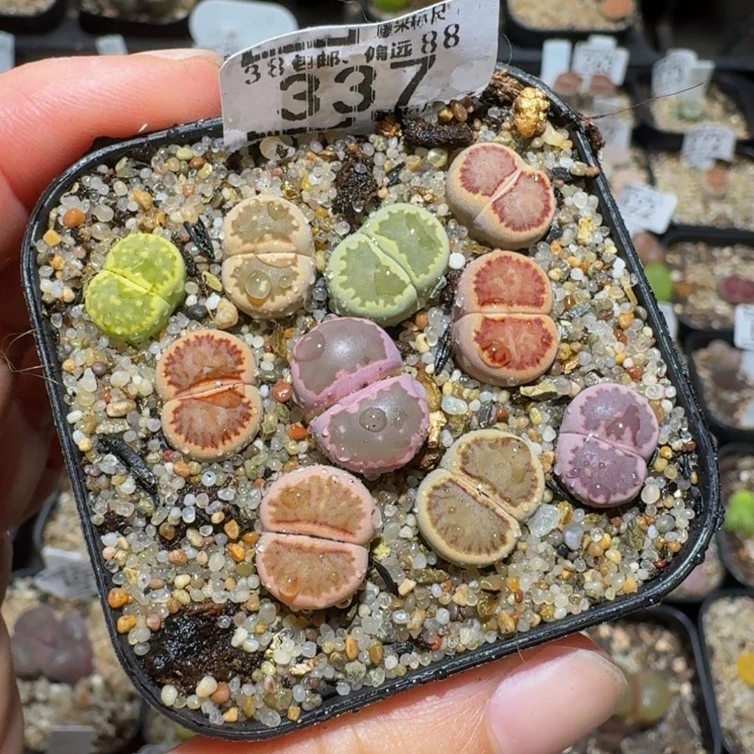 绝绝子生石花我337