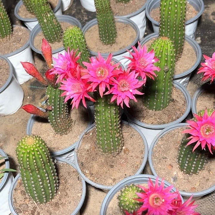 金妞红花带根有瑕疵发货