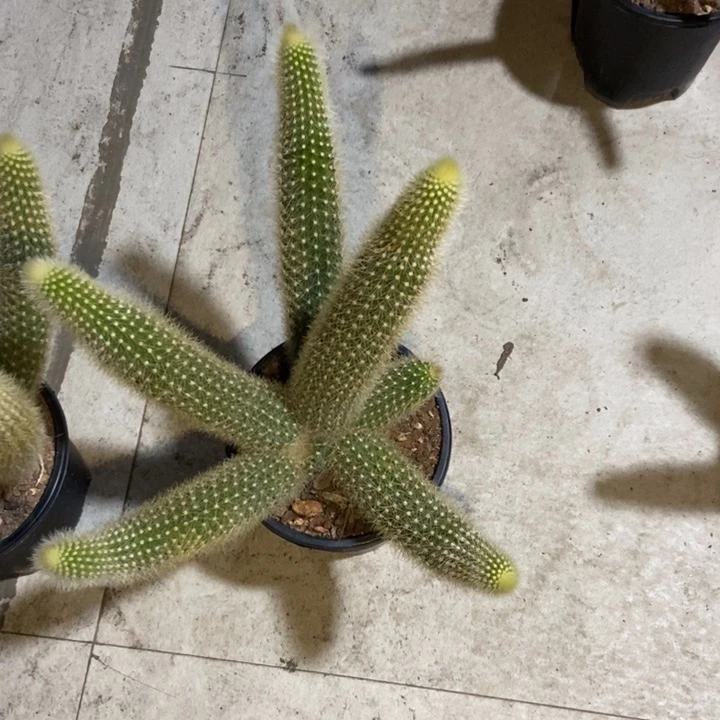 x****?仙人球粉水晶六头一物一拍