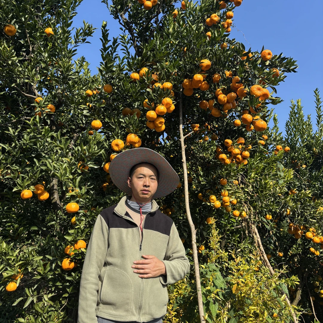 福利三天（顺丰发货）雷家坪碰柑