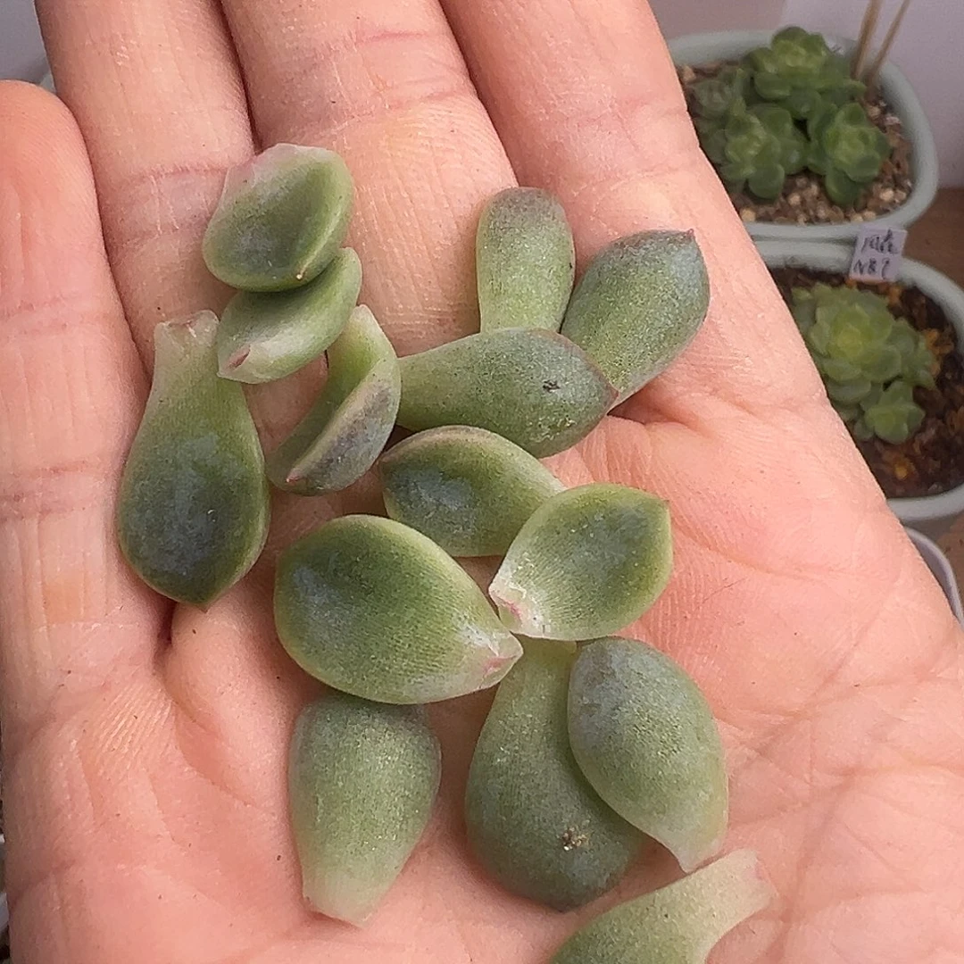 14个P26甜心叶子福利。