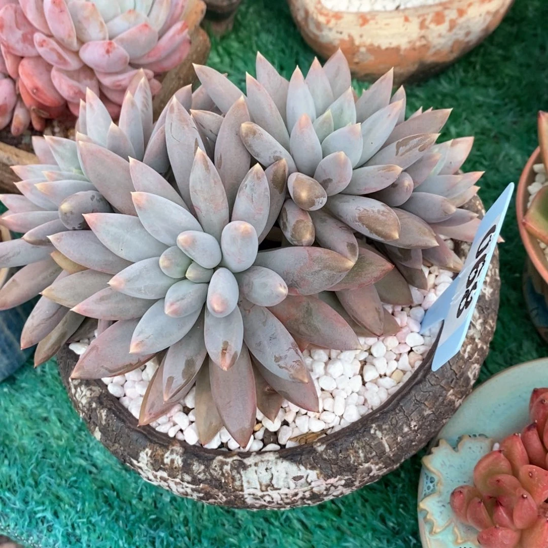 哥特萝莉多肉植物盆栽