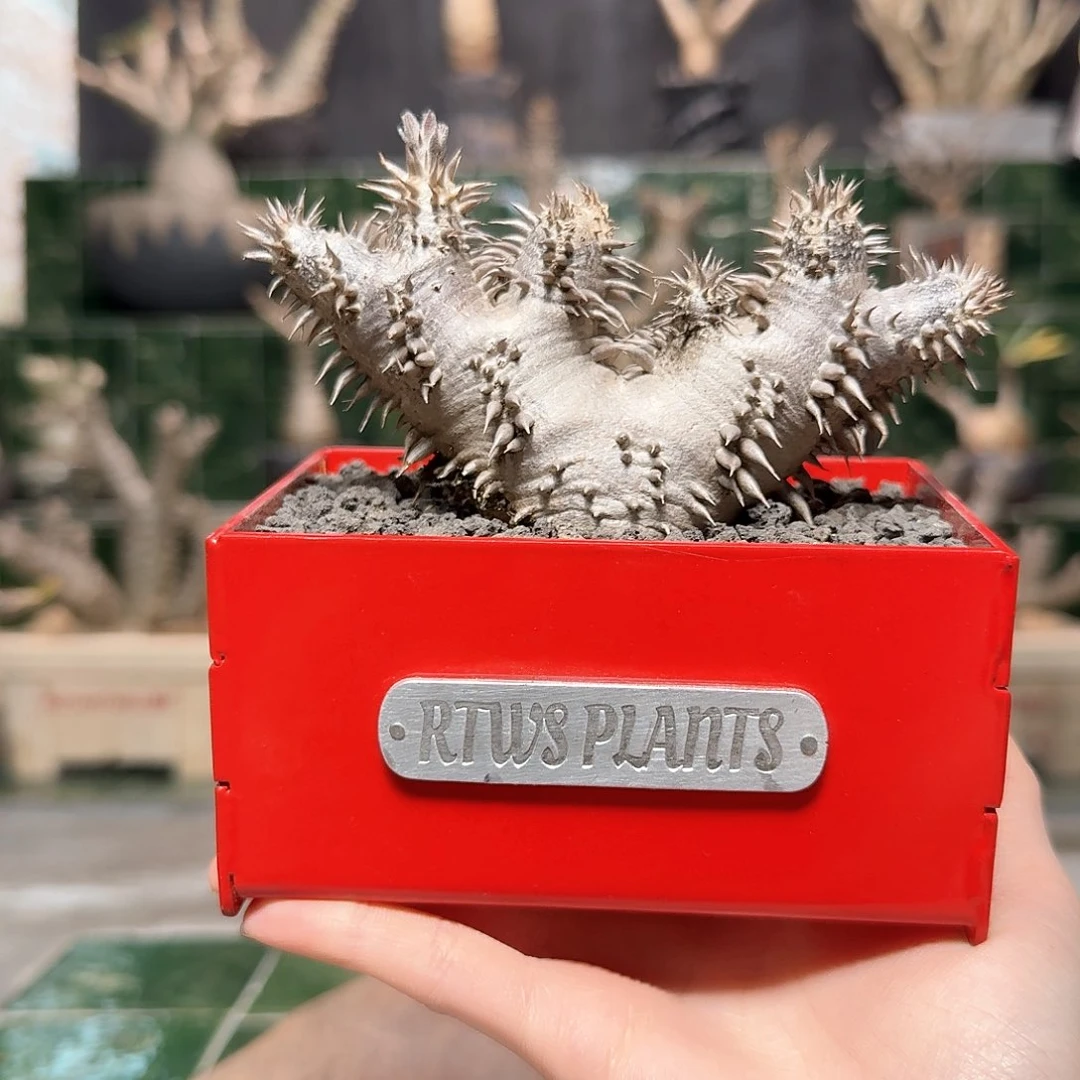 木黑皮惠比大黑 一物一拍12