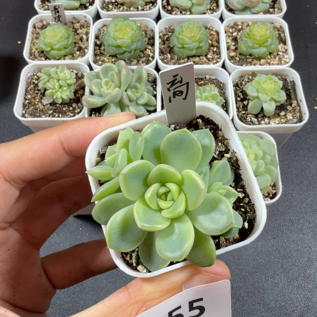 云间三头一物一拍055