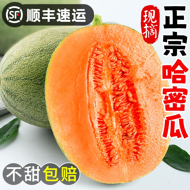 正宗哈密瓜1个2个精品当季新鲜水果整箱现摘网纹瓜老汉瓜西州蜜25