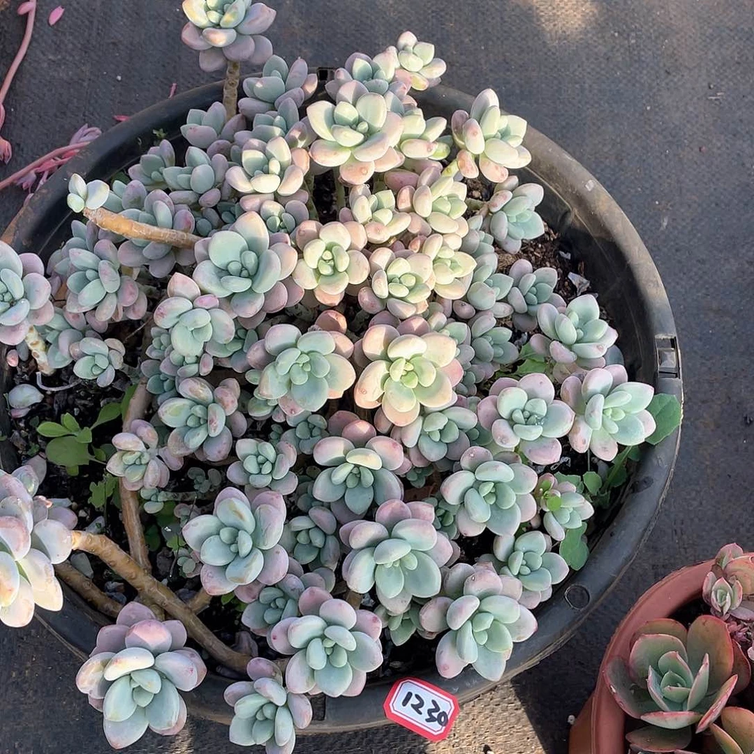 1230洛神一物一拍多肉