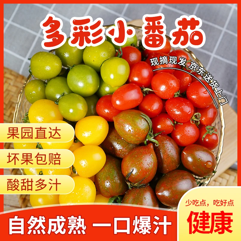 新鲜现摘多彩小番茄黄色红色圣女果千禧自然熟当季新鲜蔬果