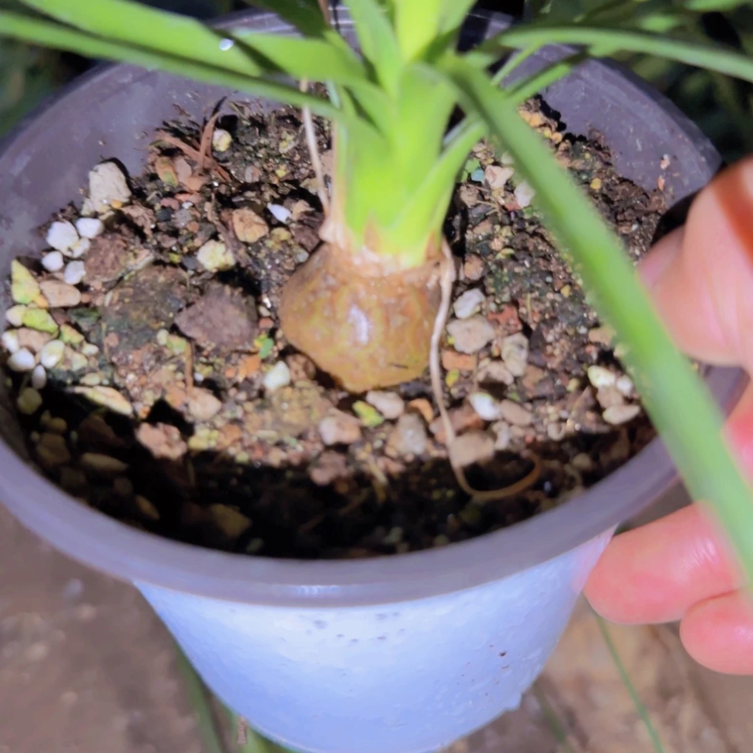 玉***缘块根植物块根植物